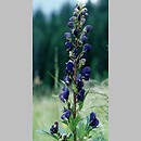 Aconitum (tojad)