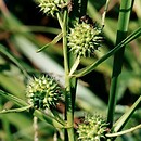 Sparganium erectum (jeżogłówka gałęzista)