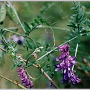 Vicia (wyka)