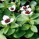Cornus suecica (dereń szwedzki)