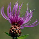 Centaurea jacea (chaber łąkowy)