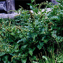 Chenopodium bonus-henricus (komosa strzałkowata)