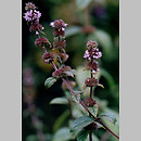 Mentha (mięta)