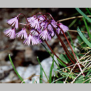 Soldanella (urdzik)