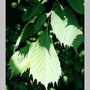 Ulmus glabra (wiąz górski)