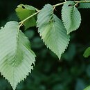 Ulmus (wiąz)