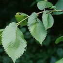 Ulmus laevis (wiąz szypułkowy)