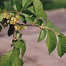 Ulmus minor (wiąz pospolity)
