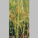 Typha laxmannii (pałka wysmukła)