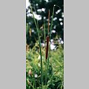 Typha angustifolia (pałka wąskolistna)