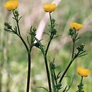 Ranunculus acris s.str. (jaskier ostry)