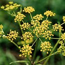 Pastinaca sativa (pasternak zwyczajny)