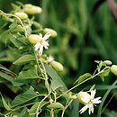 Silene baccifera (wyżpin jagodowy)