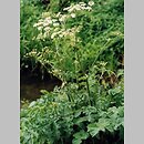 Heracleum sphondylium ssp. sphondylium (barszcz zwyczajny typowy)