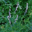 Vicia tenuifolia (wyka długożagielkowa)