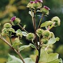 Arctium lappa (łopian większy)