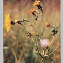 Sonchus (mlecz)