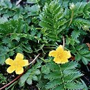 Potentilla (pięciornik)