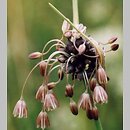 Allium oleraceum (czosnek zielonawy)