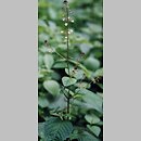 Circaea (czartawa)