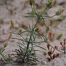 Plantago arenaria (babka piaskowa)