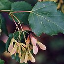 Acer tataricum (klon tatarski)