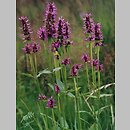 Betonica officinalis (bukwica zwyczajna)