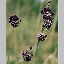 Allium (czosnek)