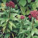 Hylotelephium vulgare (rozchodnik karpacki)