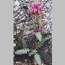 Pedicularis (gnidosz)