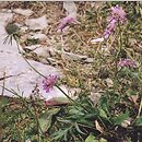 Scabiosa lucida (driakiew lśniąca)