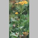 Senecio subalpinus (starzec górski)