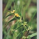 Melampyrum herbichii (pszeniec Herbicha)