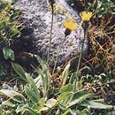 Hieracium alpinum agg. (jastrzębiec alpejski  agg.)