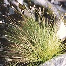 Oreochloa disticha (boimka dwurzędowa)