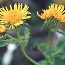 Inula britannica (oman łąkowy)