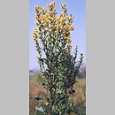 Solidago (nawłoć)