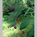 Streptopoideae