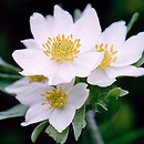 Anemonastrum narcissiflorum (zawilec narcyzowy)