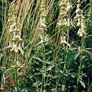 Stachys (czyściec)