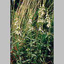 Stachys recta (czyściec prosty)