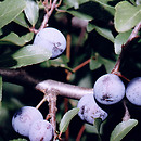 Prunus spinosa (śliwa tarnina)