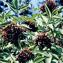 Sambucus (bez)