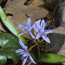 Scilla bifolia (cebulica dwulistna)
