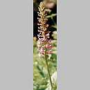 Gymnadenia conopsea (gółka długoostrogowa)
