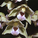 Epipactis purpurata (kruszczyk siny)