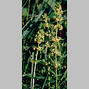 Cruciata (przytulinka)