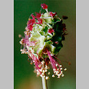 Sanguisorba minor s.str. (krwiściąg mniejszy)
