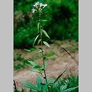 Dentaria (żywiec)