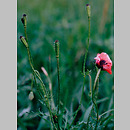 Papaver argemone (mak piaskowy)